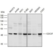 Solarbio K110309P Anti-CDC37 Polyclonal Antibody