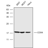 Solarbio K107160P Anti-COX4I1 Polyclonal Antibody