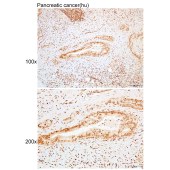 Solarbio K109934P Anti-DNAJB5 Polyclonal Antibody