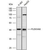 Solarbio K110505P Anti-PLEKHA8 Polyclonal Antibody