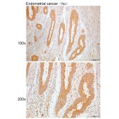 Solarbio K109947P Anti-NADSYN1 Polyclonal Antibody