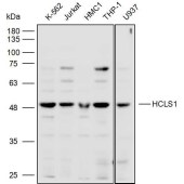 Solarbio K110330P Anti-HCLS1 Polyclonal Antibody