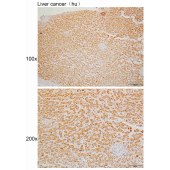 Solarbio K110073P Anti-ACADM Polyclonal Antibody