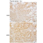 Solarbio K110297P Anti-YWHAE Polyclonal Antibody