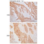 Solarbio K110403P Anti-MRPL27 Polyclonal Antibody