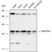 Solarbio K109933P Anti-MRPS34 Polyclonal Antibody