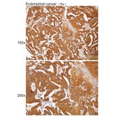 Solarbio K109941P Anti-EFCAB14 Polyclonal Antibody