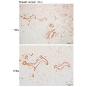 Solarbio K109935P Anti-TFDP2 Polyclonal Antibody