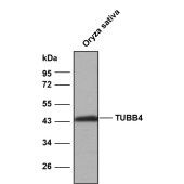 Solarbio K800014P Anti-Osβ-4-tubulin Polyclonal Antibody
