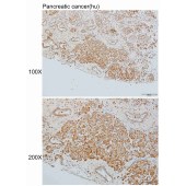 Solarbio K110507P Anti-KRR1 Polyclonal Antibody