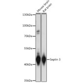 Solarbio K009771P Anti-SEPT3 Polyclonal Antibody