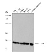 Solarbio K009841P Anti-DTYMK Polyclonal Antibody