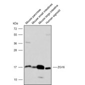 Solarbio K009858P Anti-ZG16 Polyclonal Antibody