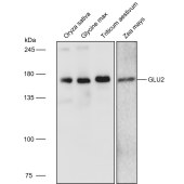 Solarbio K900019P Anti-GLU2 polyclonal Antibody for Plant