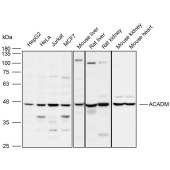 Solarbio K110073P Anti-ACADM Polyclonal Antibody