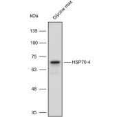 Solarbio K900004P Anti-HSP70-4 polyclonal Antibody for Plant