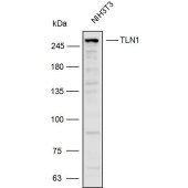 Solarbio K110282P Anti-TLN1 Polyclonal Antibody
