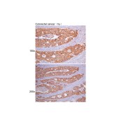 Solarbio K106543P Anti-HSPD1 Polyclonal Antibody