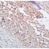 Solarbio K009460P Anti-HSPD1 Polyclonal Antibody
