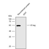 Solarbio K200004M Anti-V5 tag Monoclonal Antibody