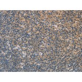 Solarbio K009796P Anti-FXYD1 Polyclonal Antibody