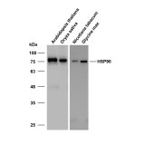 Solarbio K800005M Anti-HSP90 Monoclonal Antibody for Plant