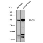 Solarbio K112297P Anti-DNM3 Polyclonal Antibody