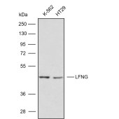 Solarbio K009861P Anti-LFNG Polyclonal Antibody
