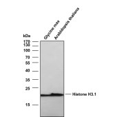 Solarbio K800007P Anti-Histone H3.1 Polyclonal Antibody
