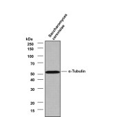 Solarbio K800008P Anti-α-Tubulin Polyclonal Antibody