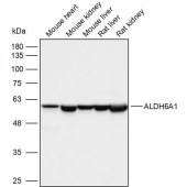 Solarbio K110086P Anti-ALDH6A1 Polyclonal Antibody
