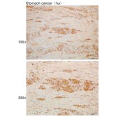 Solarbio K110002P Anti-DUSP4 Polyclonal Antibody