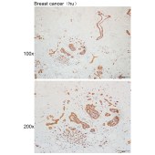 Solarbio K110097P Anti-ZNF550 Polyclonal Antibody