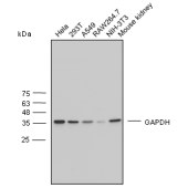 Solarbio K106389P Anti-GAPDH Polyclonal Antibody