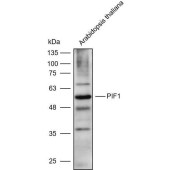Solarbio K900031P Anti-PIF1 polyclonal Antibody for Plant