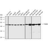Solarbio K108970P Anti-TUBB3 Polyclonal Antibody