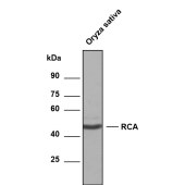 Solarbio K800015P Anti-OsRCA Polyclonal Antibody