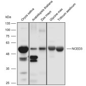 Solarbio K900021P Anti-NCED3 polyclonal Antibody for Plant