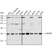 Solarbio K110057P Anti-OSGEP Polyclonal Antibody