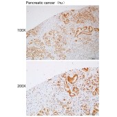 Solarbio K112240P Anti-CENPP Polyclonal Antibody