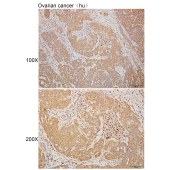 Solarbio K110332P Anti-IDH1 Polyclonal Antibody