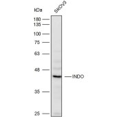 Solarbio K110379P Anti-INDO Polyclonal Antibody