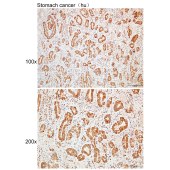 Solarbio K109948P Anti-EPB41 Polyclonal Antibody