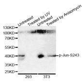 Solarbio K006184P Anti-Phospho-Jun-S243 Rabbit Polyclonal Antibody