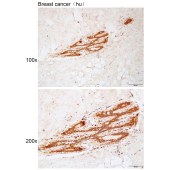 Solarbio K112209P Anti-ARHGEF11 Polyclonal Antibody