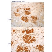 Solarbio K112276P Anti-POMP Polyclonal Antibody