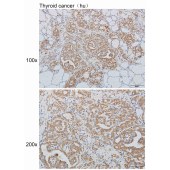 Solarbio K110492P Anti-CFAP36 Polyclonal Antibody