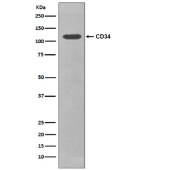 Solarbio K009772P Anti-CD34 Polyclonal Antibody