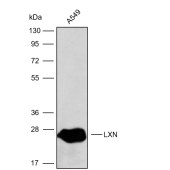 Solarbio K009903P Anti-LXN Polyclonal Antibody