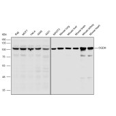 Solarbio K110363P Anti-OGDH Polyclonal Antibody